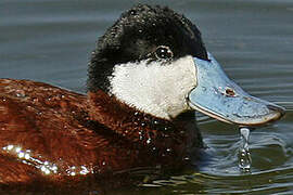 Ruddy Duck