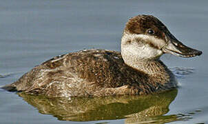 Ruddy Duck