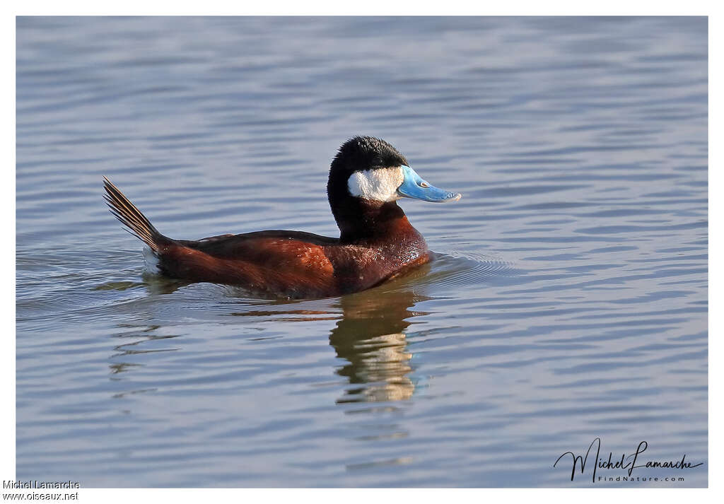 Ruddy Duck male adult breeding, identification