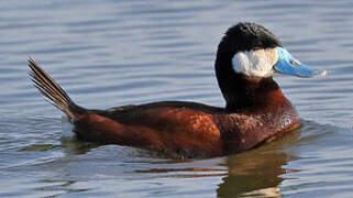 Ruddy Duck