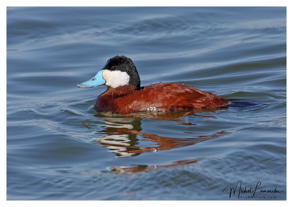 Ruddy Duck male adult