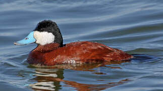 Ruddy Duck