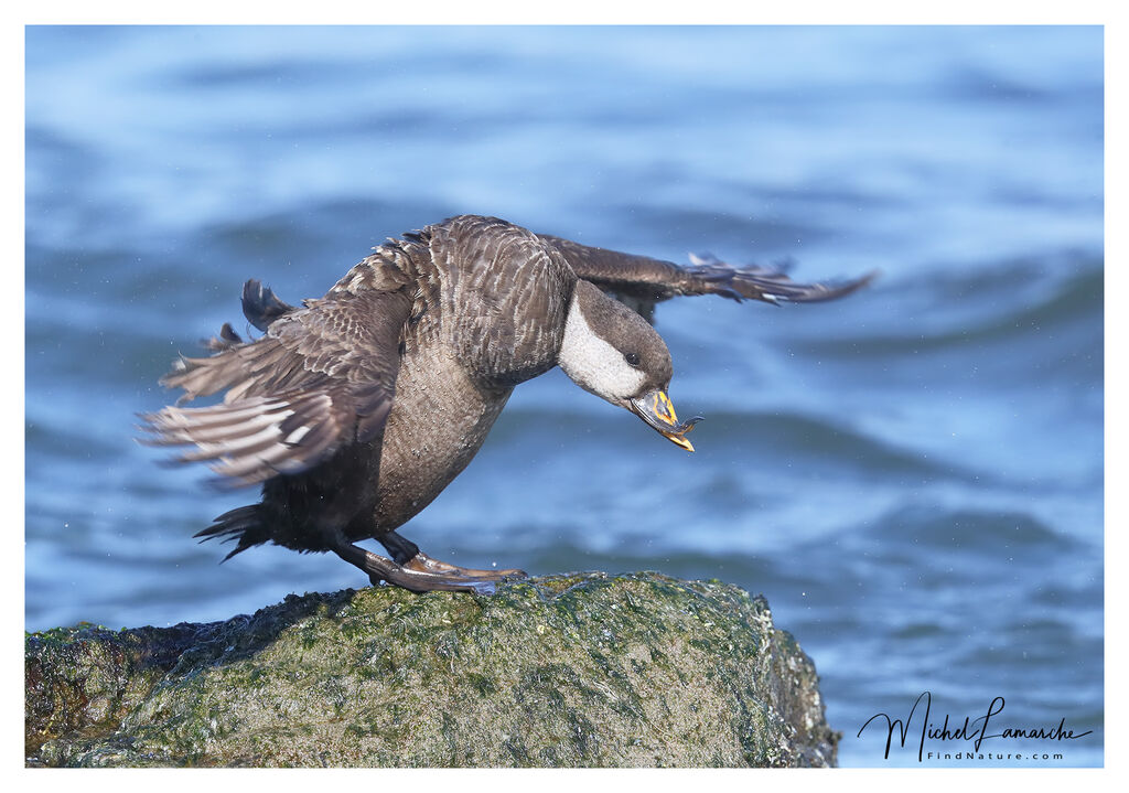 Ruddy Duck female adult