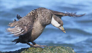 Ruddy Duck