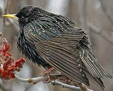 Common Starling