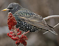 Common Starling