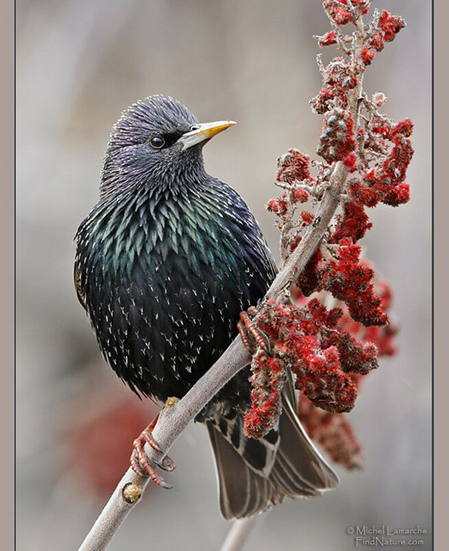 Common Starling male adult