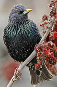 Common Starling