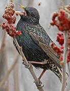 Common Starling