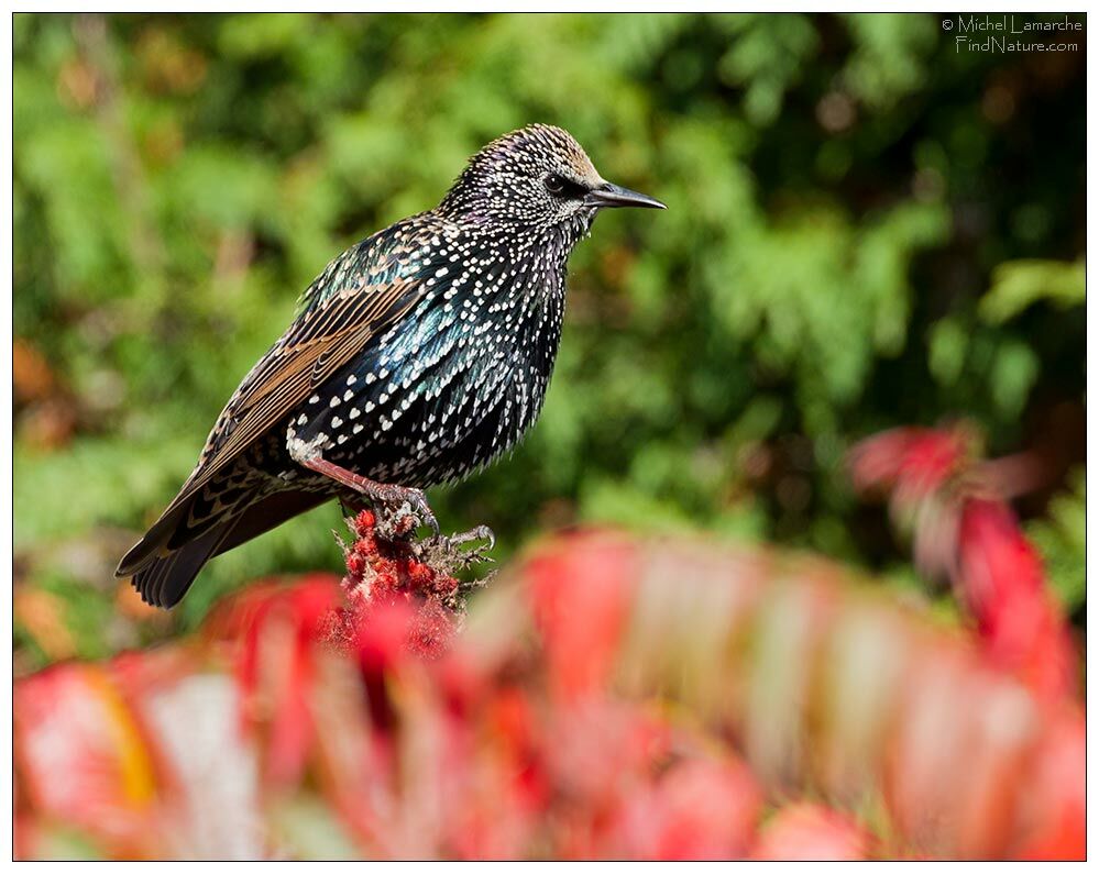 Common Starling