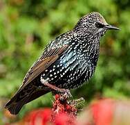 Common Starling