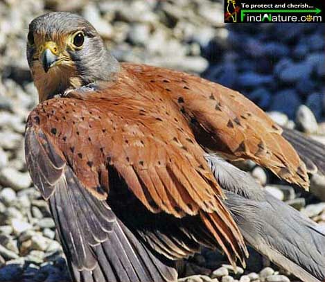 Common Kestrel