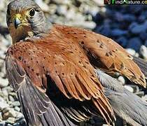 Common Kestrel