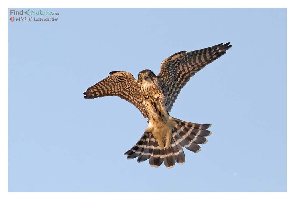 Merlin, Flight, fishing/hunting