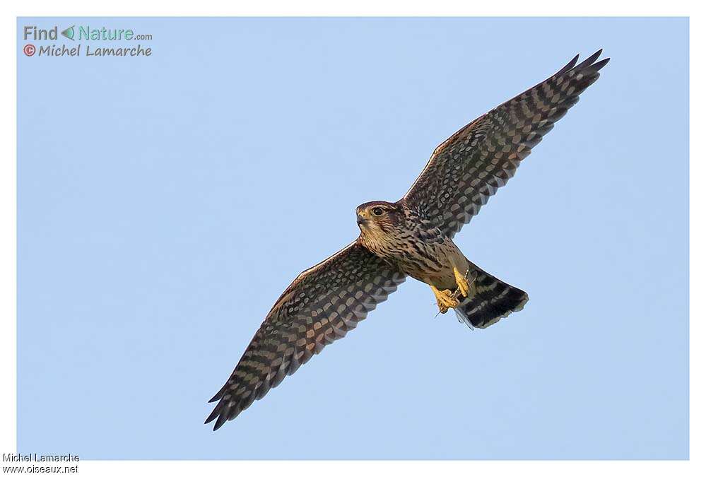 Merlinadult, Flight