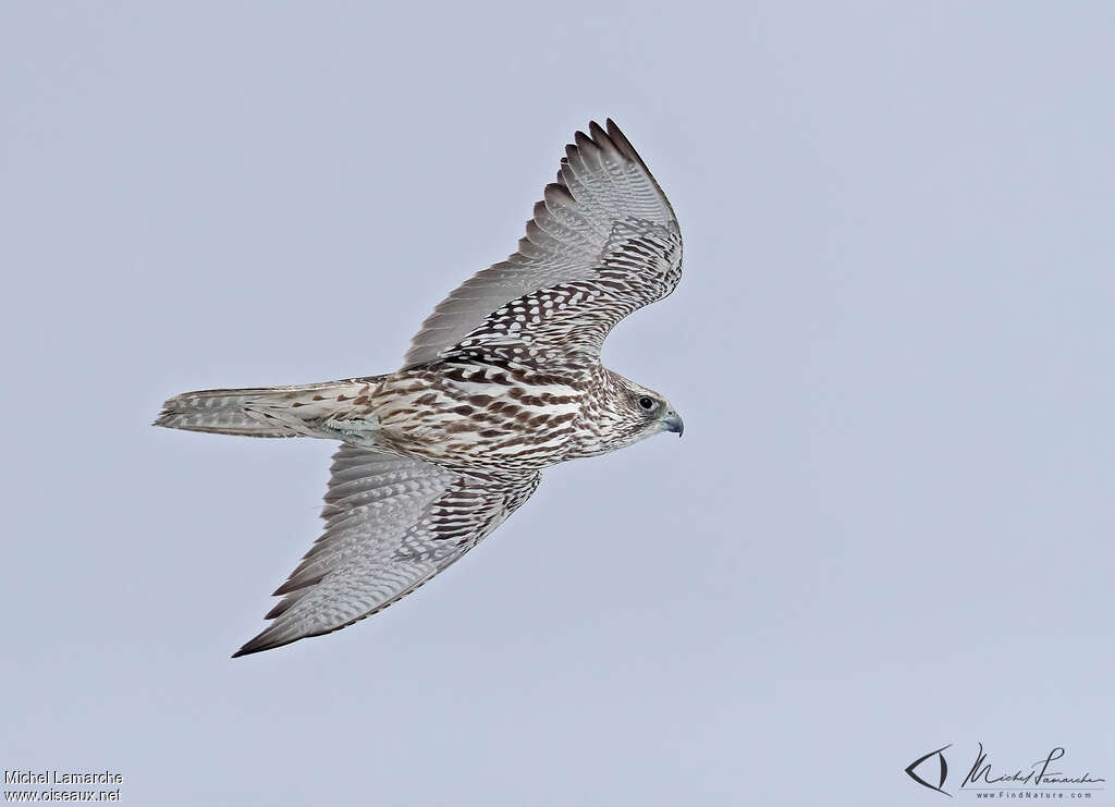 GyrfalconSecond year, identification