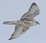 Gyrfalcon