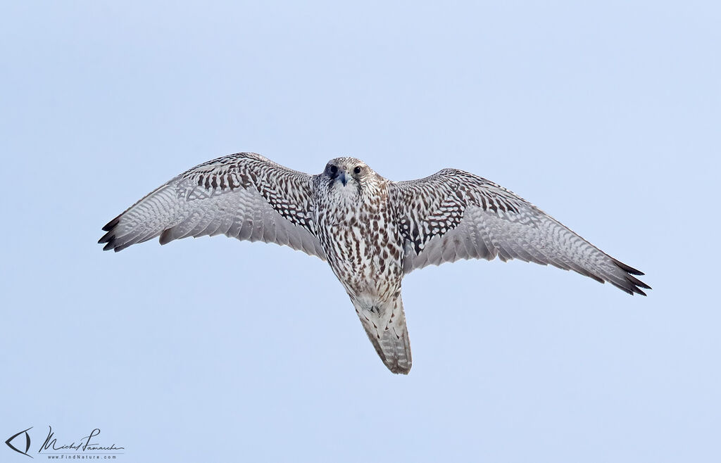 Gyrfalcon, Flight