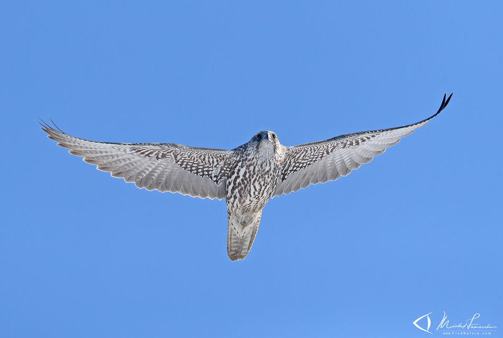 Gyrfalcon, Flight