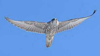 Gyrfalcon