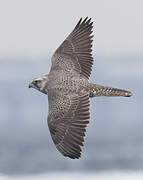 Gyrfalcon