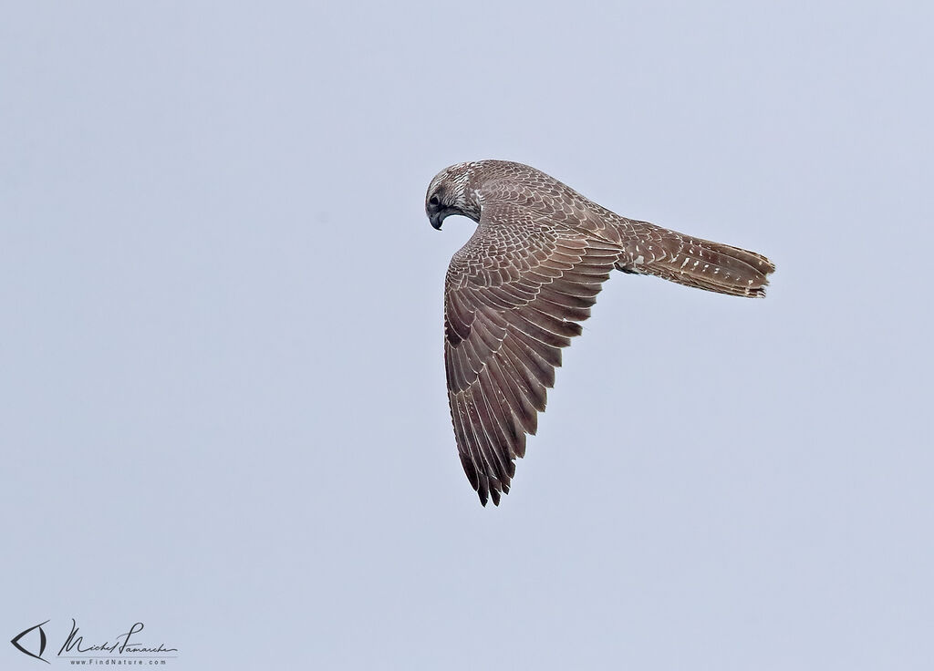 Gyrfalcon, Flight