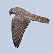 Gyrfalcon