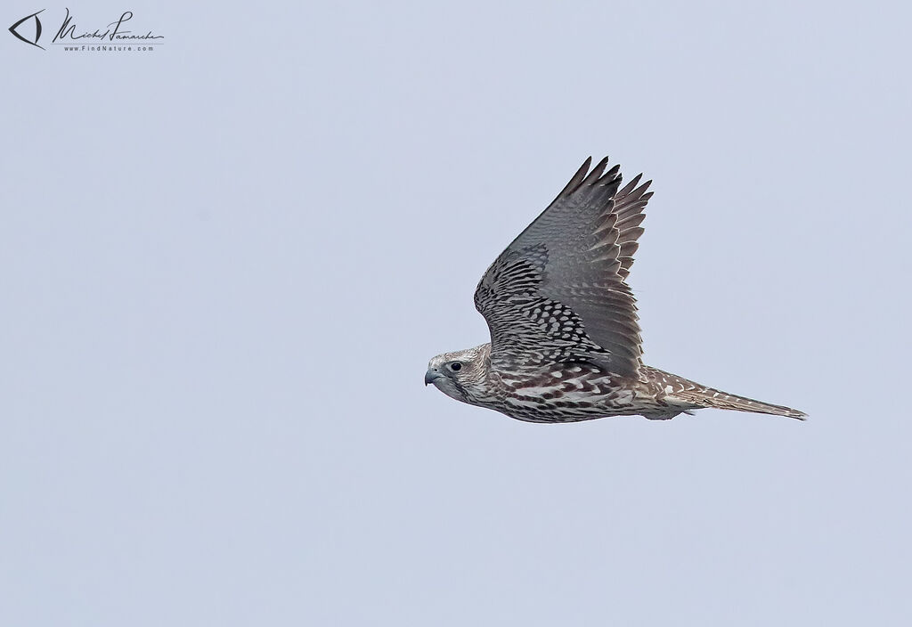 Gyrfalcon, Flight