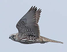 Gyrfalcon