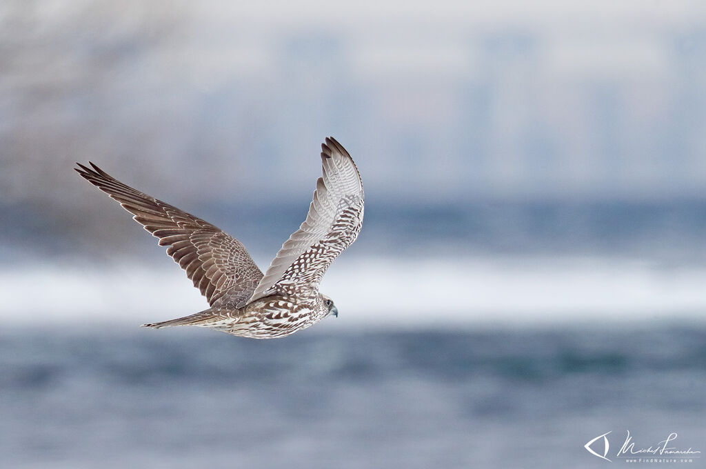 Gyrfalcon, Flight