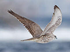 Gyrfalcon