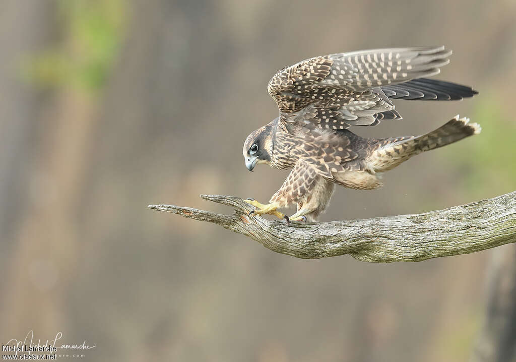 Peregrine Falconjuvenile, identification, Behaviour