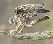 Peregrine Falcon