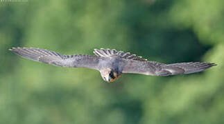 Peregrine Falcon