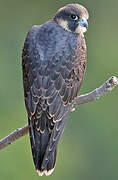 Peregrine Falcon