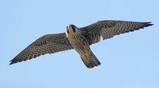 Peregrine Falcon