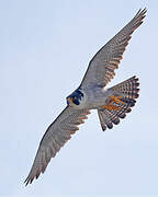 Peregrine Falcon