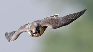 Peregrine Falcon