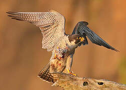 Peregrine Falcon