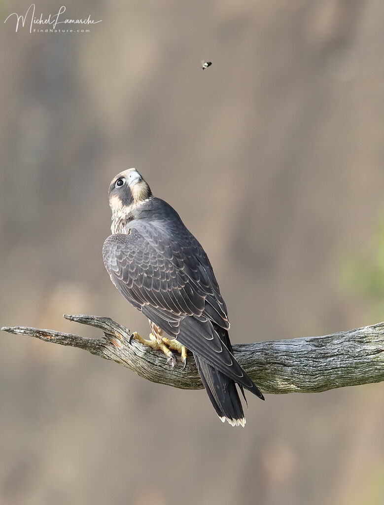 Faucon pèlerinjuvénile