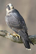 Peregrine Falcon