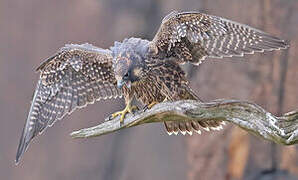 Peregrine Falcon