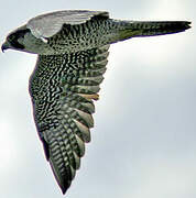 Peregrine Falcon