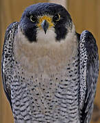 Peregrine Falcon