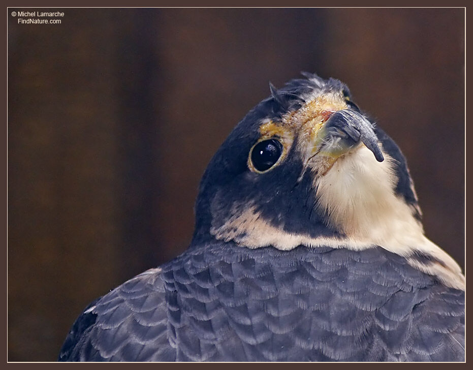 Peregrine Falcon