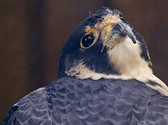 Peregrine Falcon