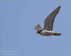 Peregrine Falcon