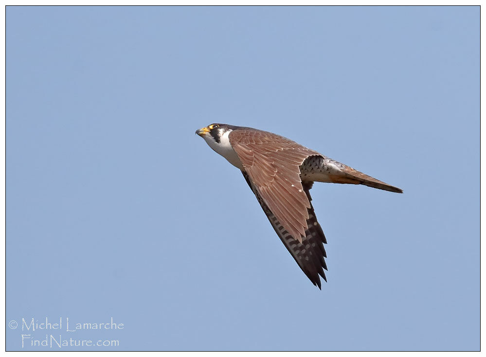 Peregrine Falcon