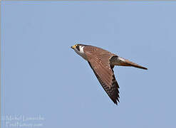 Peregrine Falcon