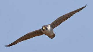 Peregrine Falcon